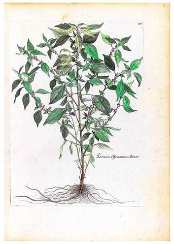 Reproducción/Reproduction 48584326137: [Recueil des plantes dessinées et gravées par ordre du roi Louis XIV].. Paris :Impr. royale,1786. 
