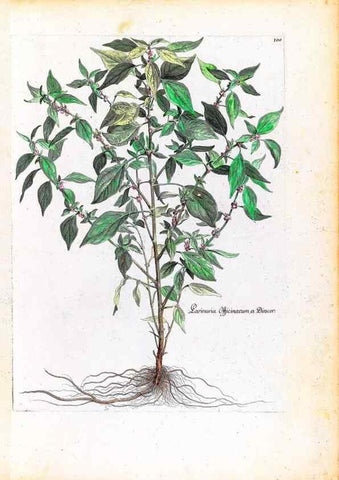 Reproducción/Reproduction 48584326137: [Recueil des plantes dessinées et gravées par ordre du roi Louis XIV].. Paris :Impr. royale,1786. 