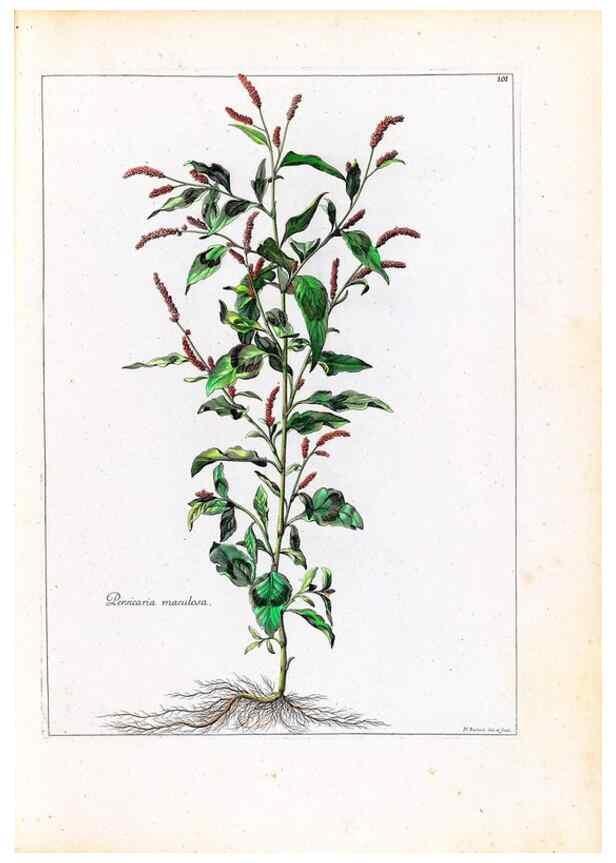 Reproducción/Reproduction 48584326892: [Recueil des plantes dessinées et gravées par ordre du roi Louis XIV].. Paris :Impr. royale,1786. 