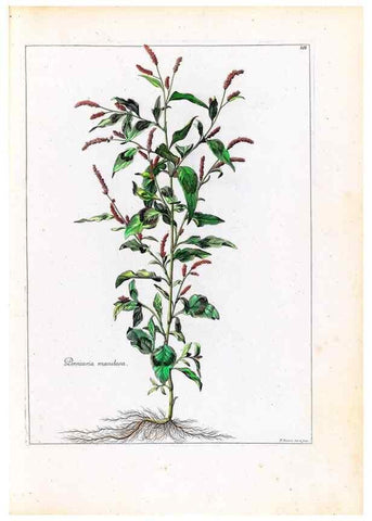 Reproducción/Reproduction 48584326892: [Recueil des plantes dessinées et gravées par ordre du roi Louis XIV].. Paris :Impr. royale,1786. 