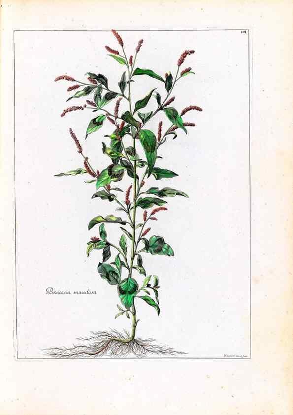 Reproducción/Reproduction 48584326892: [Recueil des plantes dessinées et gravées par ordre du roi Louis XIV].. Paris :Impr. royale,1786. 