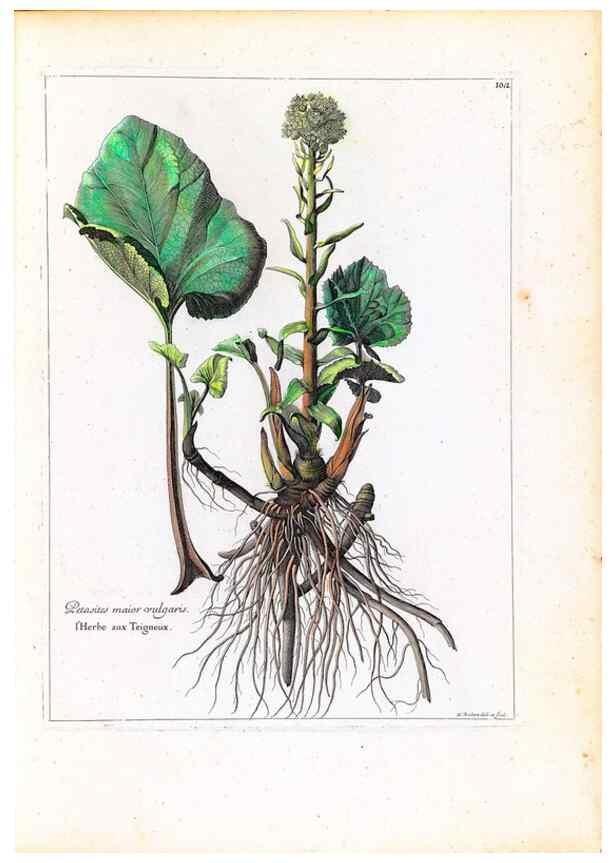 Reproducción/Reproduction 48584327557: [Recueil des plantes dessinées et gravées par ordre du roi Louis XIV].. Paris :Impr. royale,1786. 