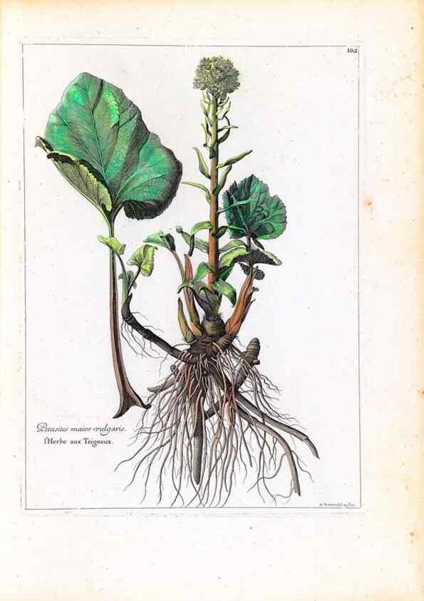 Reproducción/Reproduction 48584327557: [Recueil des plantes dessinées et gravées par ordre du roi Louis XIV].. Paris :Impr. royale,1786. 