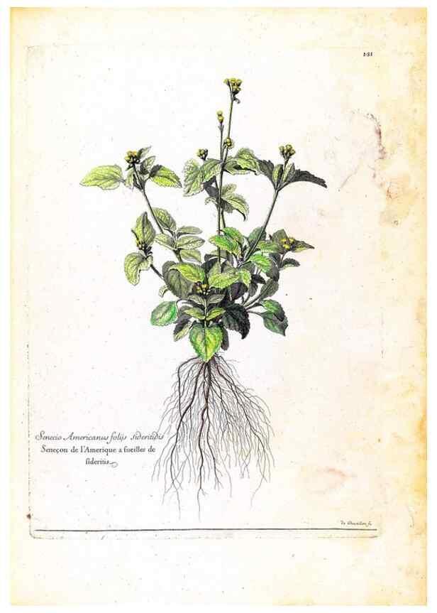 Reproducción/Reproduction 48584198191: [Recueil des plantes dessinées et gravées par ordre du roi Louis XIV].. Paris :Impr. royale,1786. 