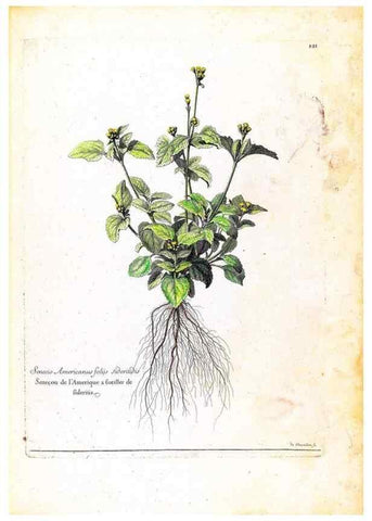 Reproducción/Reproduction 48584198191: [Recueil des plantes dessinées et gravées par ordre du roi Louis XIV].. Paris :Impr. royale,1786. 