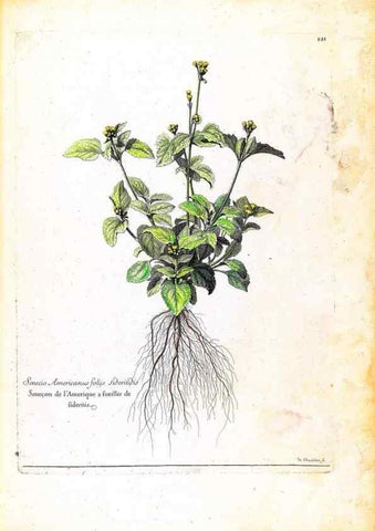 Reproducción/Reproduction 48584198191: [Recueil des plantes dessinées et gravées par ordre du roi Louis XIV].. Paris :Impr. royale,1786. 