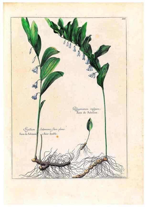 Reproducción/Reproduction 48584181106: [Recueil des plantes dessinées et gravées par ordre du roi Louis XIV].. Paris :Impr. royale,1786. 