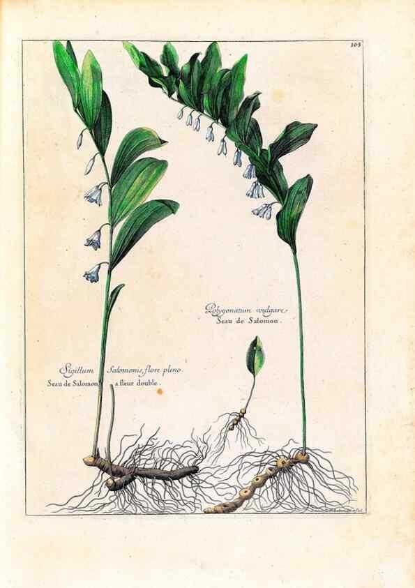 Reproducción/Reproduction 48584181106: [Recueil des plantes dessinées et gravées par ordre du roi Louis XIV].. Paris :Impr. royale,1786. 