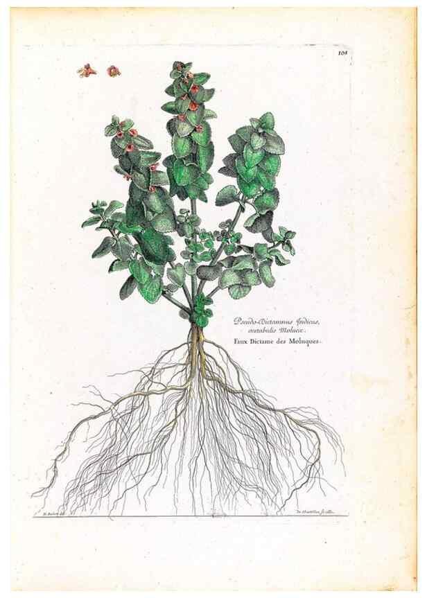 Reproducción/Reproduction 48584329307: [Recueil des plantes dessinées et gravées par ordre du roi Louis XIV].. Paris :Impr. royale,1786. 