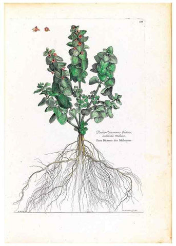 Reproducción/Reproduction 48584329307: [Recueil des plantes dessinées et gravées par ordre du roi Louis XIV].. Paris :Impr. royale,1786. 