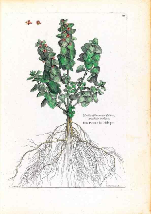 Reproducción/Reproduction 48584329307: [Recueil des plantes dessinées et gravées par ordre du roi Louis XIV].. Paris :Impr. royale,1786. 