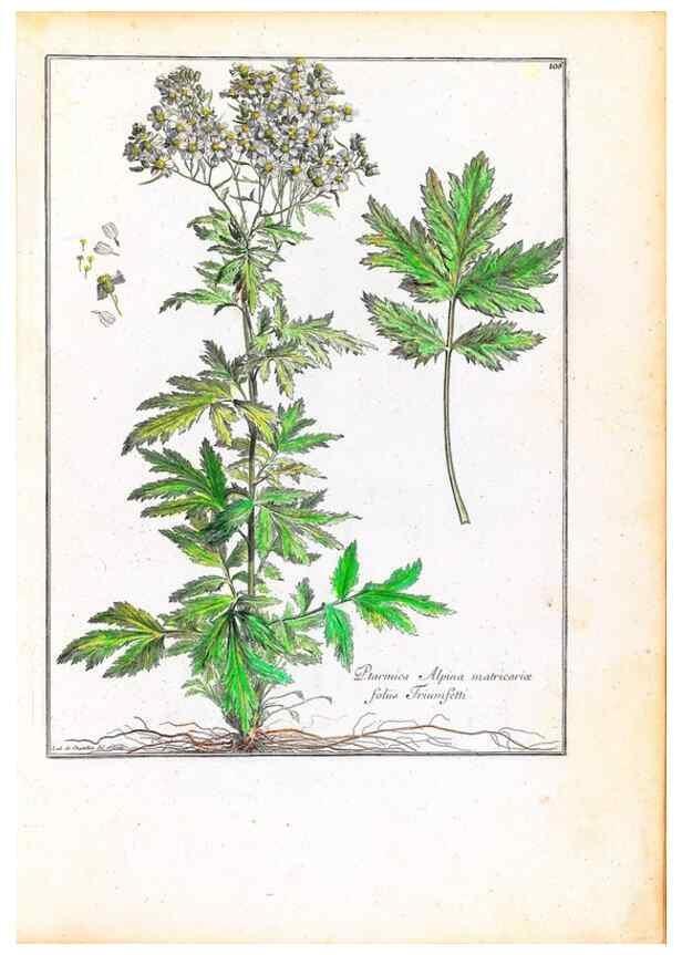 Reproducción/Reproduction 48584182961: [Recueil des plantes dessinées et gravées par ordre du roi Louis XIV].. Paris :Impr. royale,1786. 