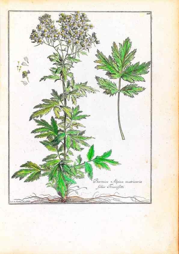 Reproducción/Reproduction 48584182961: [Recueil des plantes dessinées et gravées par ordre du roi Louis XIV].. Paris :Impr. royale,1786. 