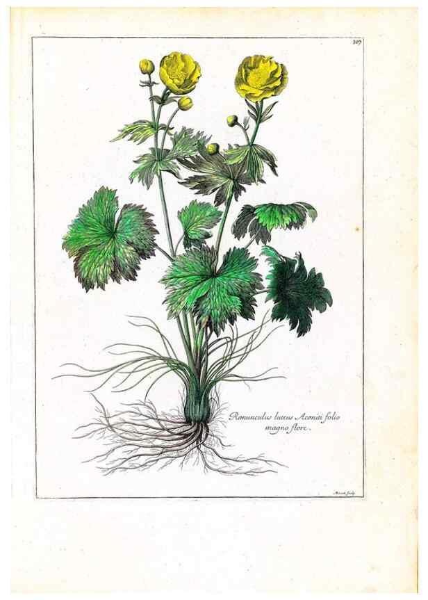 Reproducción/Reproduction 48584183581: [Recueil des plantes dessinées et gravées par ordre du roi Louis XIV].. Paris :Impr. royale,1786. 