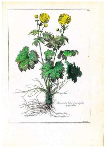 Reproducción/Reproduction 48584183581: [Recueil des plantes dessinées et gravées par ordre du roi Louis XIV].. Paris :Impr. royale,1786. 