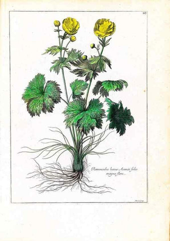 Reproducción/Reproduction 48584183581: [Recueil des plantes dessinées et gravées par ordre du roi Louis XIV].. Paris :Impr. royale,1786. 