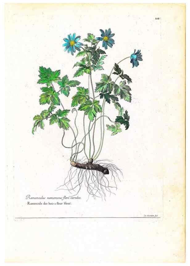 Reproducción/Reproduction 48584184161: [Recueil des plantes dessinées et gravées par ordre du roi Louis XIV].. Paris :Impr. royale,1786. 