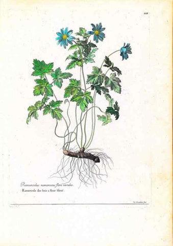 Reproducción/Reproduction 48584184161: [Recueil des plantes dessinées et gravées par ordre du roi Louis XIV].. Paris :Impr. royale,1786. 