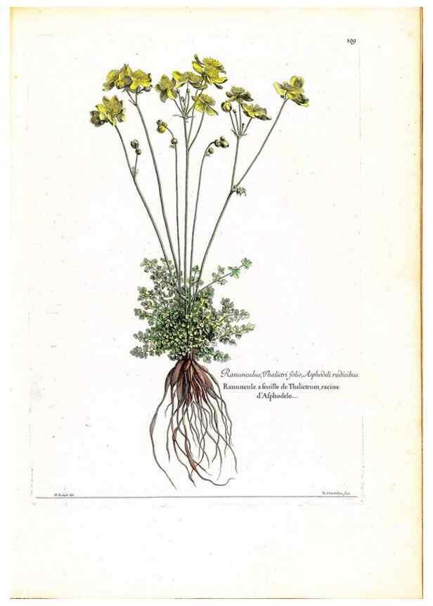 Reproducción/Reproduction 48584184696: [Recueil des plantes dessinées et gravées par ordre du roi Louis XIV].. Paris :Impr. royale,1786. 