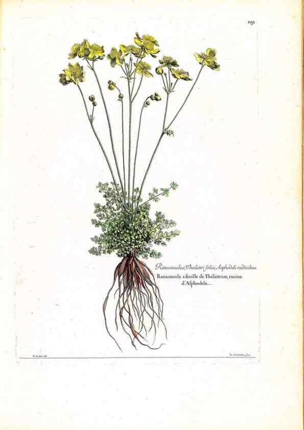 Reproducción/Reproduction 48584184696: [Recueil des plantes dessinées et gravées par ordre du roi Louis XIV].. Paris :Impr. royale,1786. 