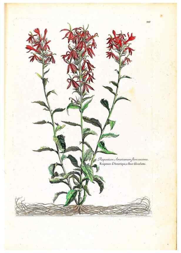 Reproducción/Reproduction 48584185281: [Recueil des plantes dessinées et gravées par ordre du roi Louis XIV].. Paris :Impr. royale,1786. 