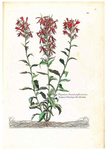 Reproducción/Reproduction 48584185281: [Recueil des plantes dessinées et gravées par ordre du roi Louis XIV].. Paris :Impr. royale,1786. 