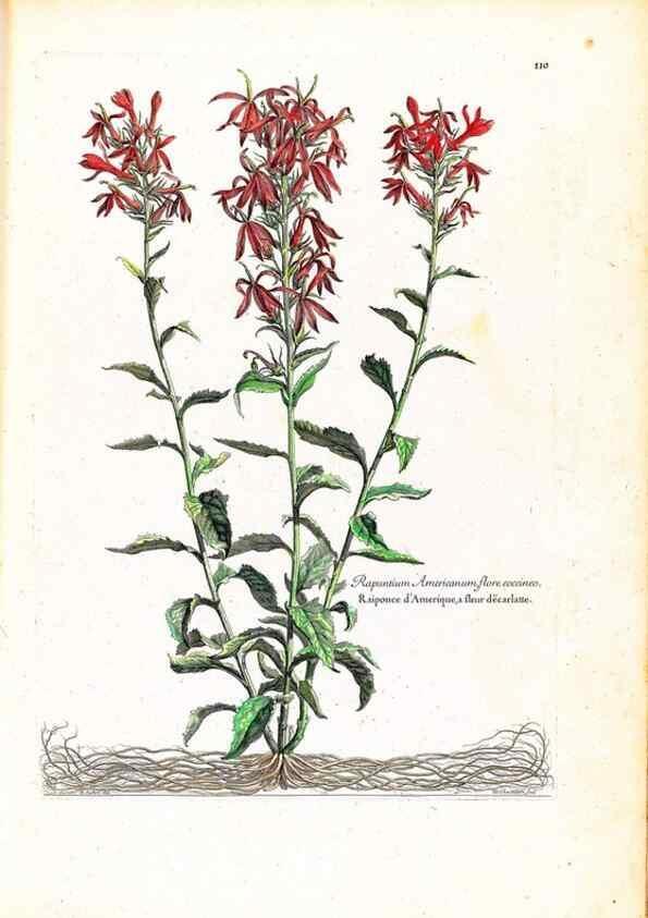 Reproducción/Reproduction 48584185281: [Recueil des plantes dessinées et gravées par ordre du roi Louis XIV].. Paris :Impr. royale,1786. 
