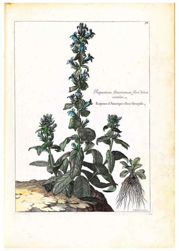Reproducción/Reproduction 48584333042: [Recueil des plantes dessinées et gravées par ordre du roi Louis XIV].. Paris :Impr. royale,1786. 
