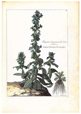 Reproducción/Reproduction 48584333042: [Recueil des plantes dessinées et gravées par ordre du roi Louis XIV].. Paris :Impr. royale,1786. 