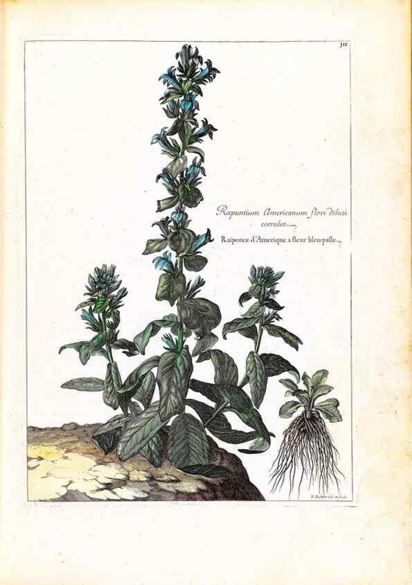 Reproducción/Reproduction 48584333042: [Recueil des plantes dessinées et gravées par ordre du roi Louis XIV].. Paris :Impr. royale,1786. 