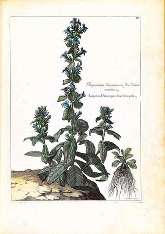 Reproducción/Reproduction 48584333042: [Recueil des plantes dessinées et gravées par ordre du roi Louis XIV].. Paris :Impr. royale,1786. 