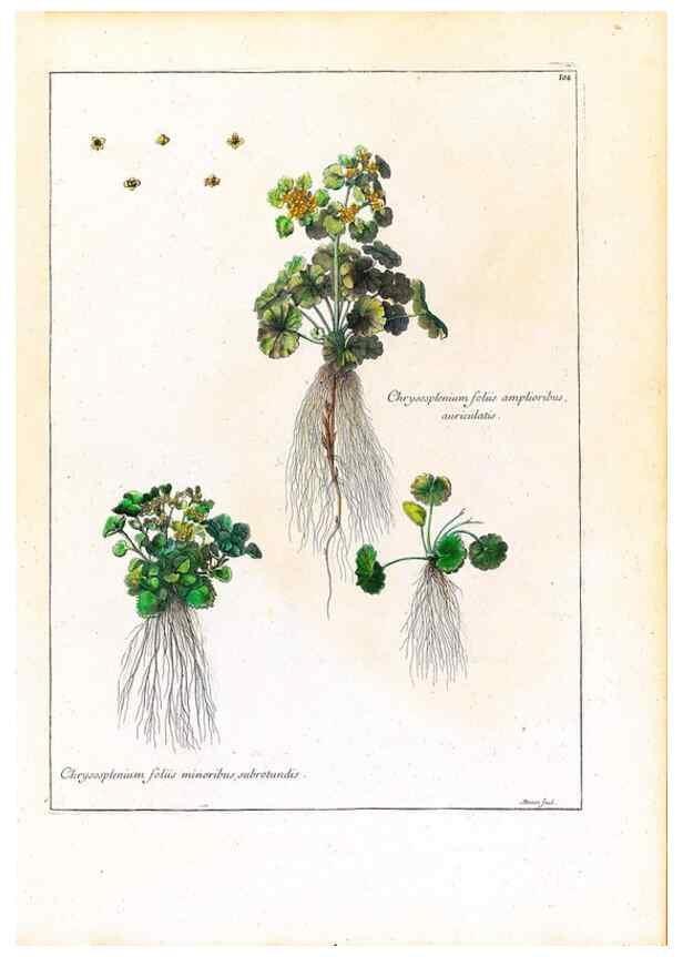 Reproducción/Reproduction 48584328677: [Recueil des plantes dessinées et gravées par ordre du roi Louis XIV].. Paris :Impr. royale,1786. 