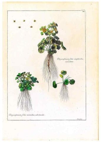 Reproducción/Reproduction 48584328677: [Recueil des plantes dessinées et gravées par ordre du roi Louis XIV].. Paris :Impr. royale,1786. 