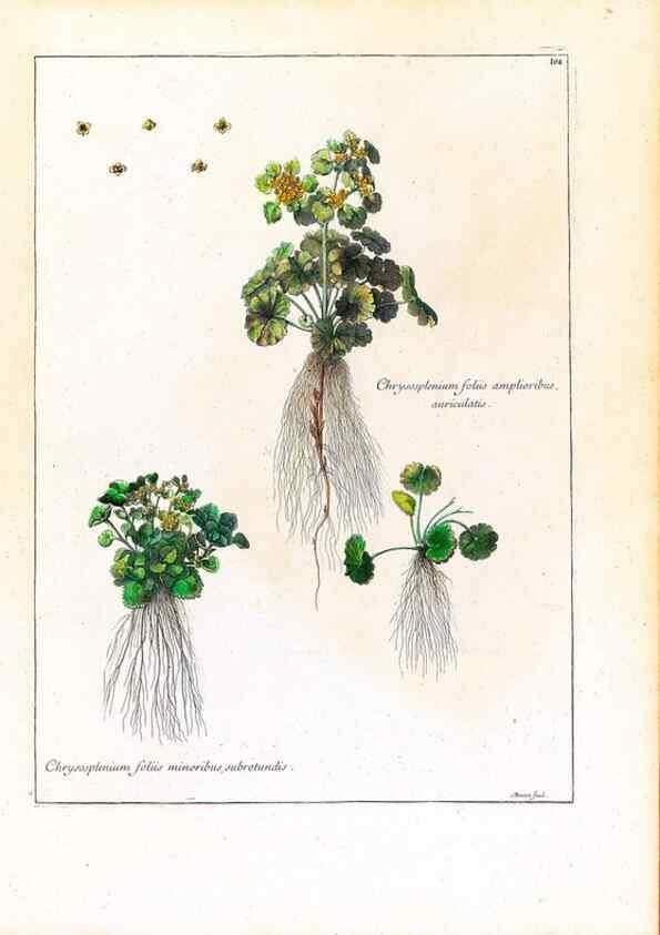 Reproducción/Reproduction 48584328677: [Recueil des plantes dessinées et gravées par ordre du roi Louis XIV].. Paris :Impr. royale,1786. 