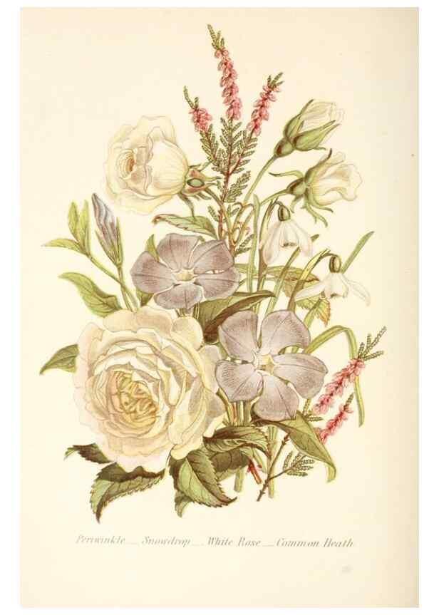 Reproducción/Reproduction 48591571831: The language of flowers, or, Floral emblems of thoughts, feelings, and sentiments /. London ;G. Routledge,1869.. 