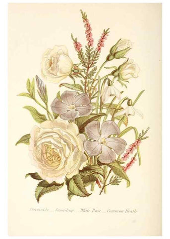 Reproducción/Reproduction 48591571831: The language of flowers, or, Floral emblems of thoughts, feelings, and sentiments /. London ;G. Routledge,1869.. 