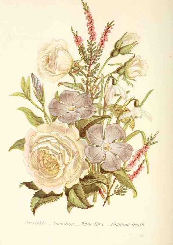 Reproducción/Reproduction 48591571831: The language of flowers, or, Floral emblems of thoughts, feelings, and sentiments /. London ;G. Routledge,1869.. 