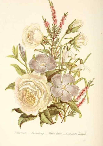 Reproducción/Reproduction 48591571831: The language of flowers, or, Floral emblems of thoughts, feelings, and sentiments /. London ;G. Routledge,1869.. 