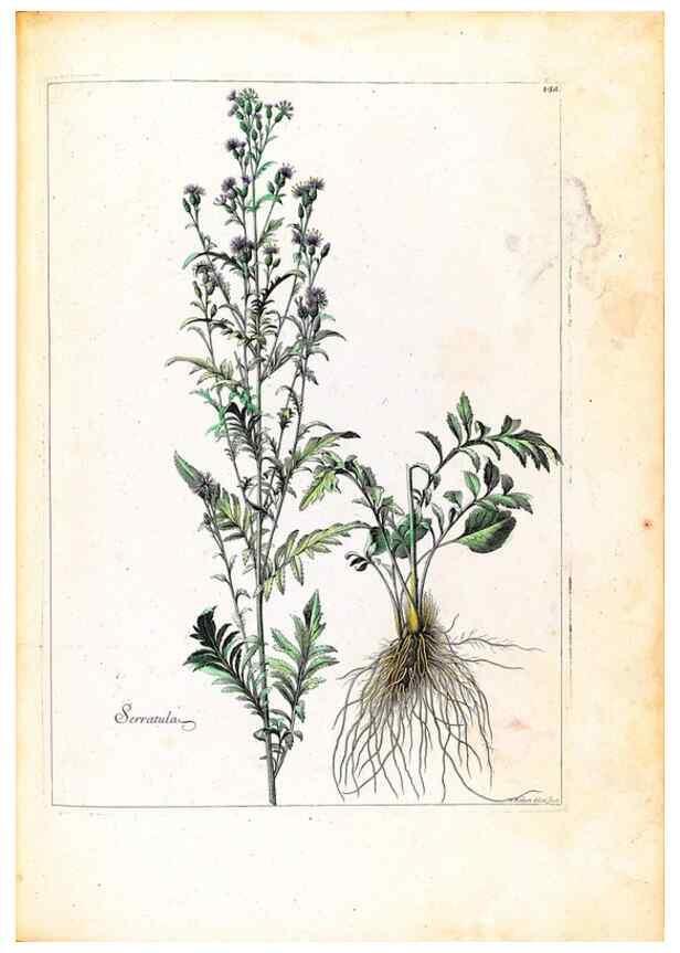 Reproducción/Reproduction 48584198676: [Recueil des plantes dessinées et gravées par ordre du roi Louis XIV].. Paris :Impr. royale,1786. 