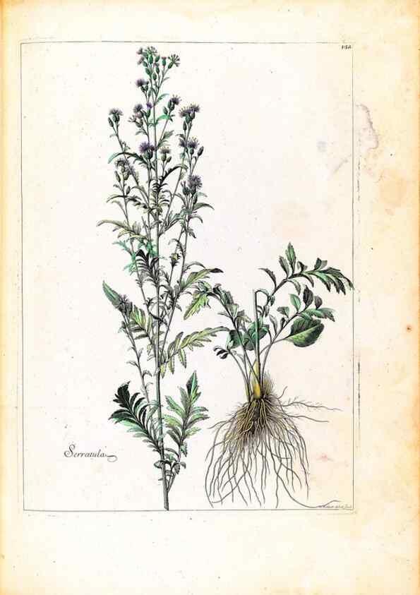 Reproducción/Reproduction 48584198676: [Recueil des plantes dessinées et gravées par ordre du roi Louis XIV].. Paris :Impr. royale,1786. 