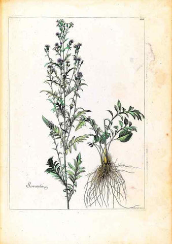 Reproducción/Reproduction 48584198676: [Recueil des plantes dessinées et gravées par ordre du roi Louis XIV].. Paris :Impr. royale,1786. 