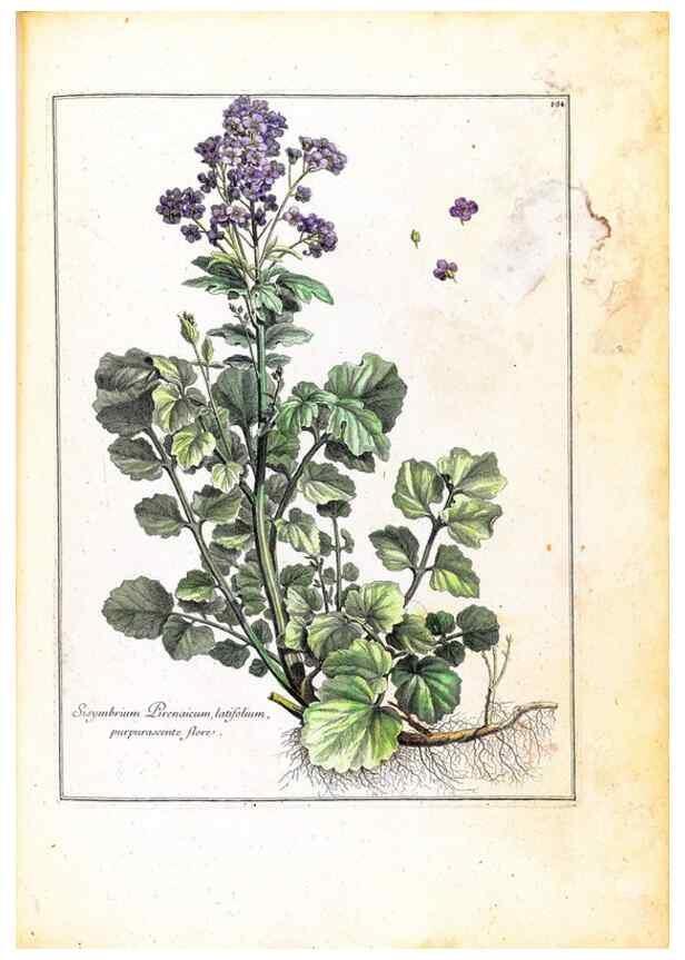 Reproducción/Reproduction 48584199781: [Recueil des plantes dessinées et gravées par ordre du roi Louis XIV].. Paris :Impr. royale,1786. 