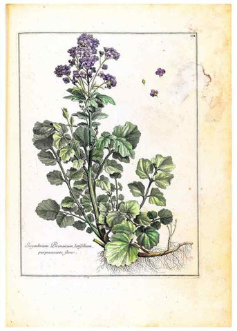 Reproducción/Reproduction 48584199781: [Recueil des plantes dessinées et gravées par ordre du roi Louis XIV].. Paris :Impr. royale,1786. 