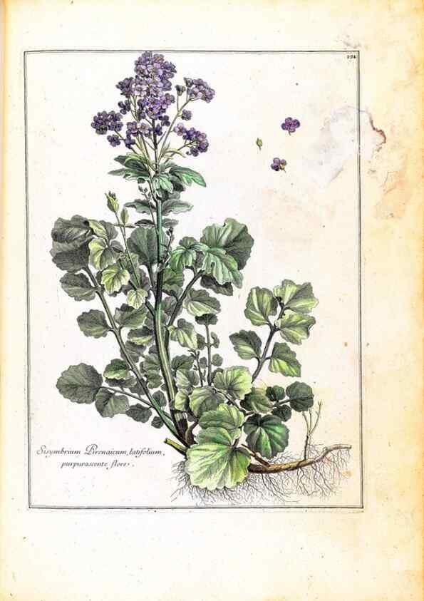 Reproducción/Reproduction 48584199781: [Recueil des plantes dessinées et gravées par ordre du roi Louis XIV].. Paris :Impr. royale,1786. 