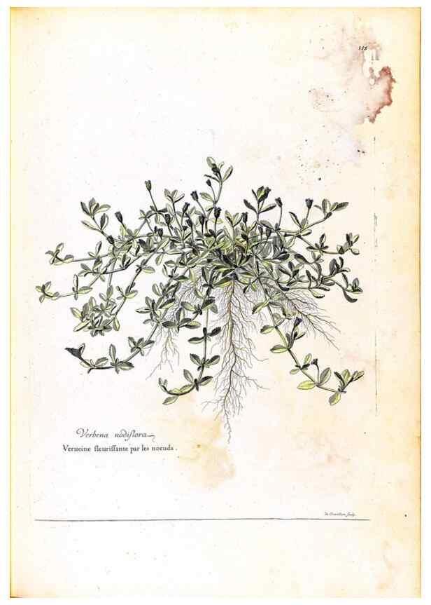 Reproducción/Reproduction 48584212196: [Recueil des plantes dessinées et gravées par ordre du roi Louis XIV].. Paris :Impr. royale,1786. 