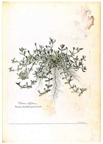 Reproducción/Reproduction 48584212196: [Recueil des plantes dessinées et gravées par ordre du roi Louis XIV].. Paris :Impr. royale,1786. 