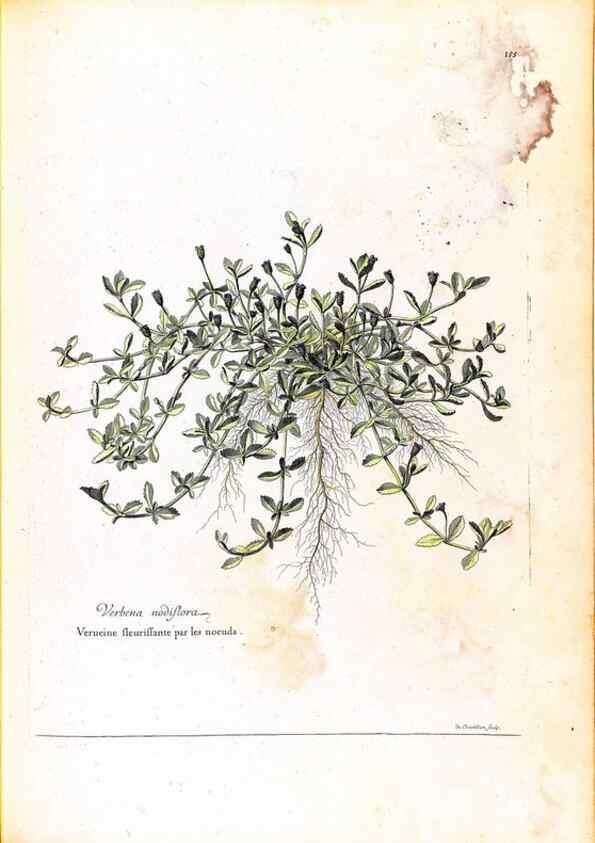 Reproducción/Reproduction 48584212196: [Recueil des plantes dessinées et gravées par ordre du roi Louis XIV].. Paris :Impr. royale,1786. 