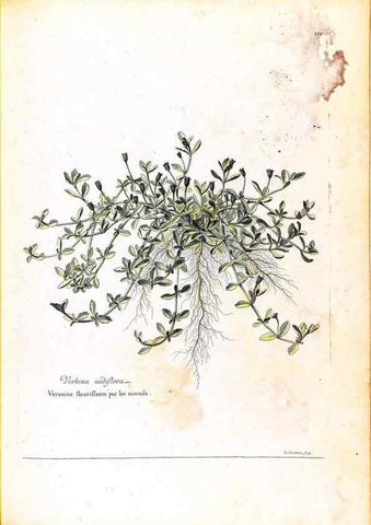 Reproducción/Reproduction 48584212196: [Recueil des plantes dessinées et gravées par ordre du roi Louis XIV].. Paris :Impr. royale,1786. 