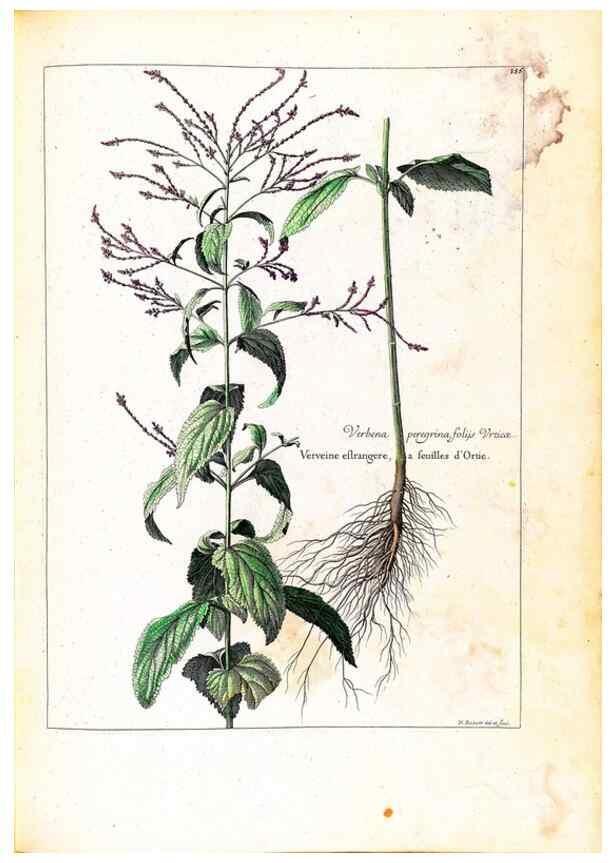 Reproducción/Reproduction 48584359982: [Recueil des plantes dessinées et gravées par ordre du roi Louis XIV].. Paris :Impr. royale,1786. 