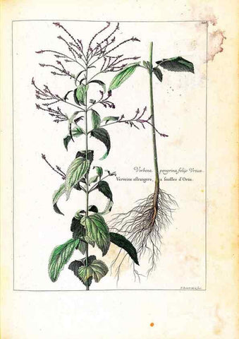 Reproducción/Reproduction 48584359982: [Recueil des plantes dessinées et gravées par ordre du roi Louis XIV].. Paris :Impr. royale,1786. 